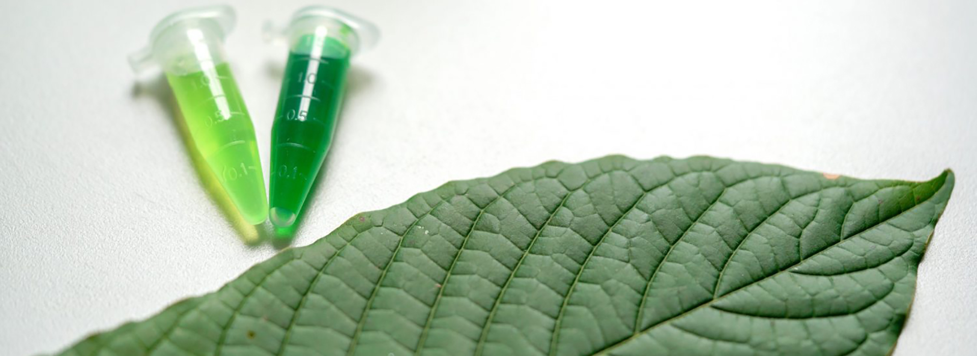 Laboratoire Phytotech plantes